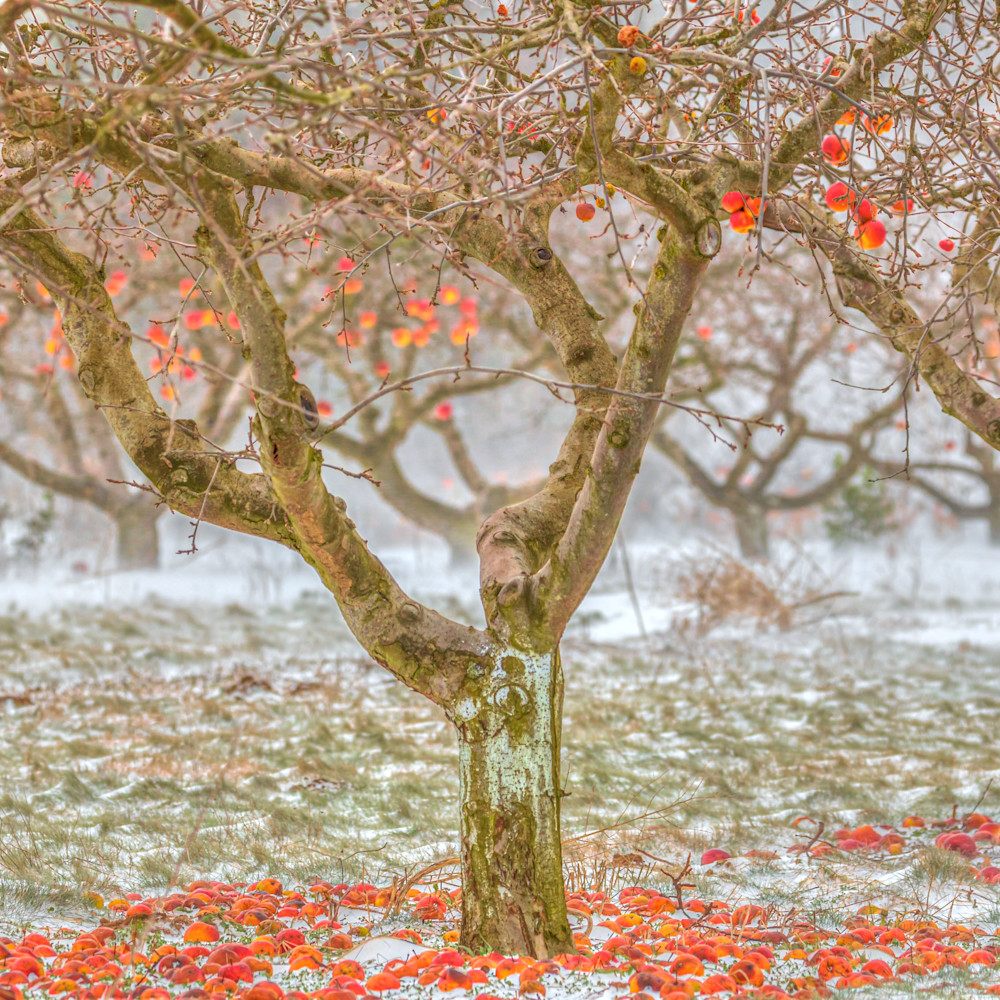 Apple orchard in the snow esef6w