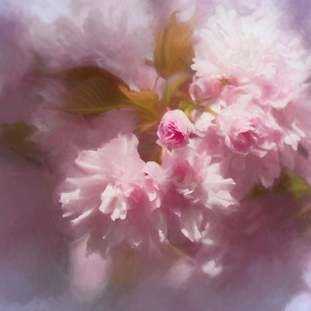 Cherry blossom cloud m2zvuf