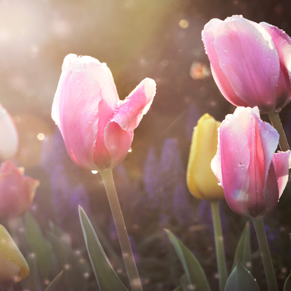 Fairy garden tulips mbcpye