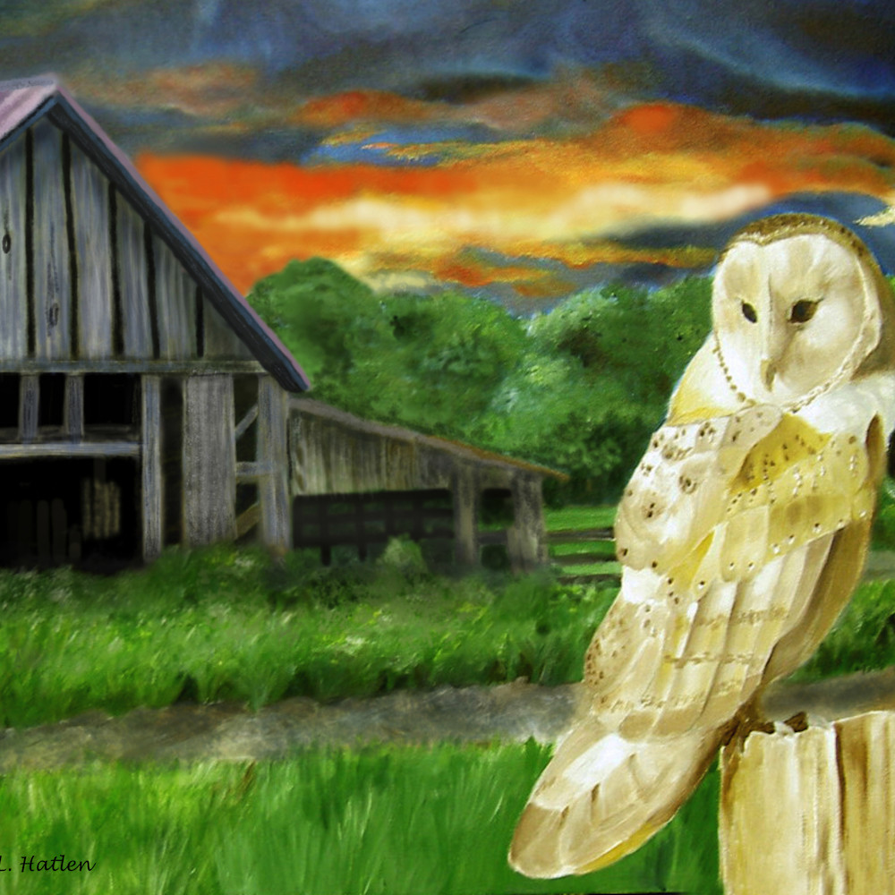 Barn owl on a tennessee farm zaoyx1