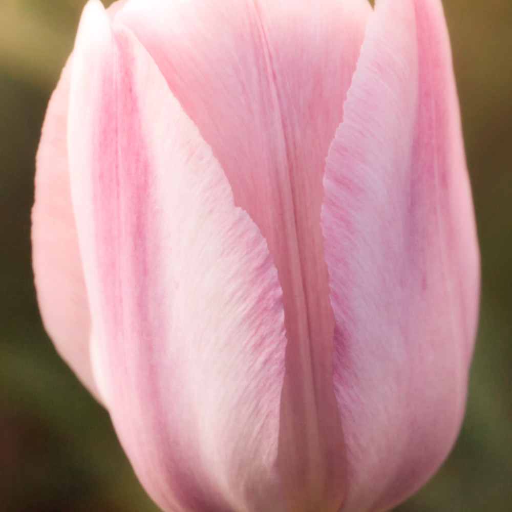 Solo pink tulip feopio