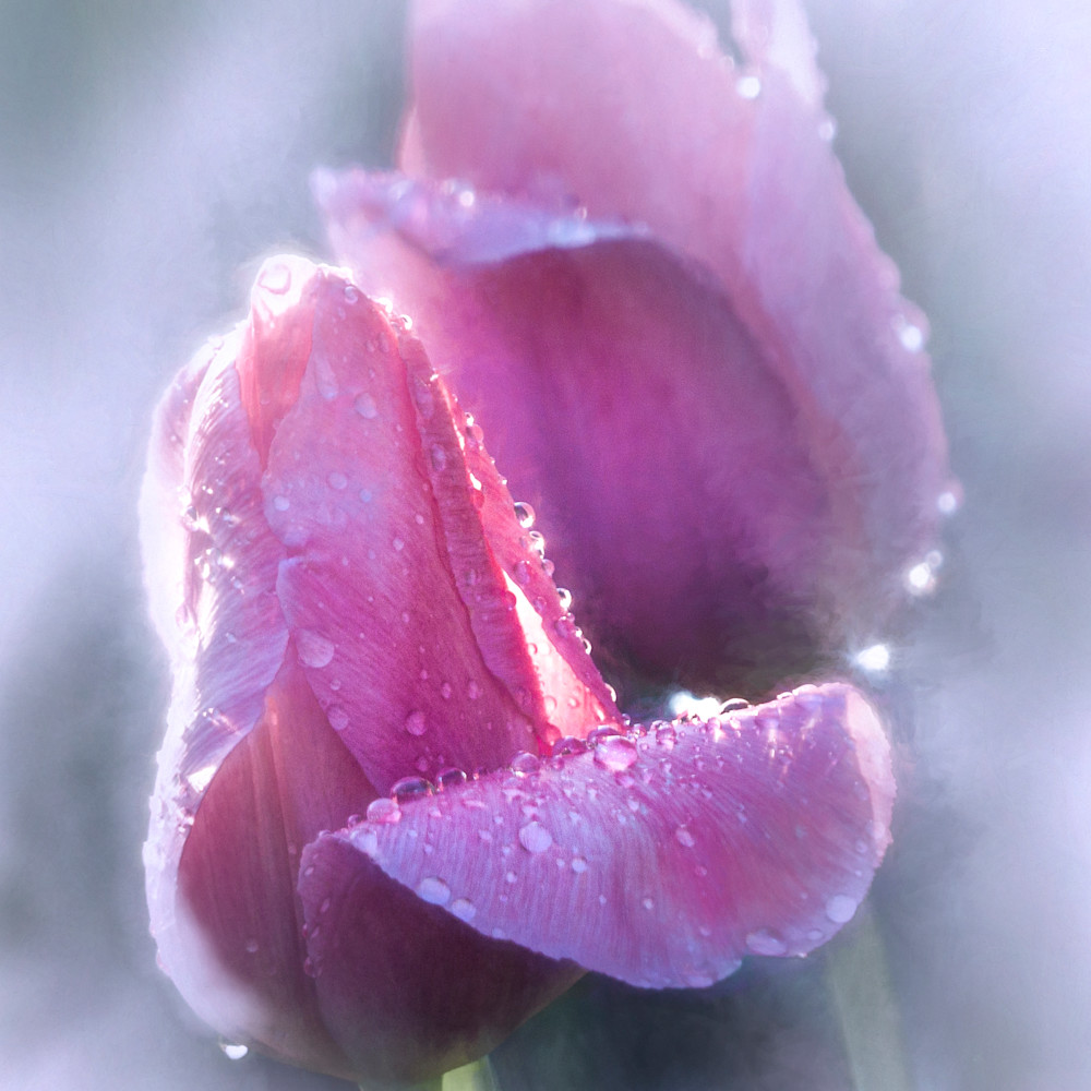 Misty tulips drenched with rain unpxa8