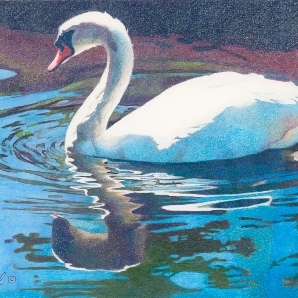 Backlit swan zwhyvy