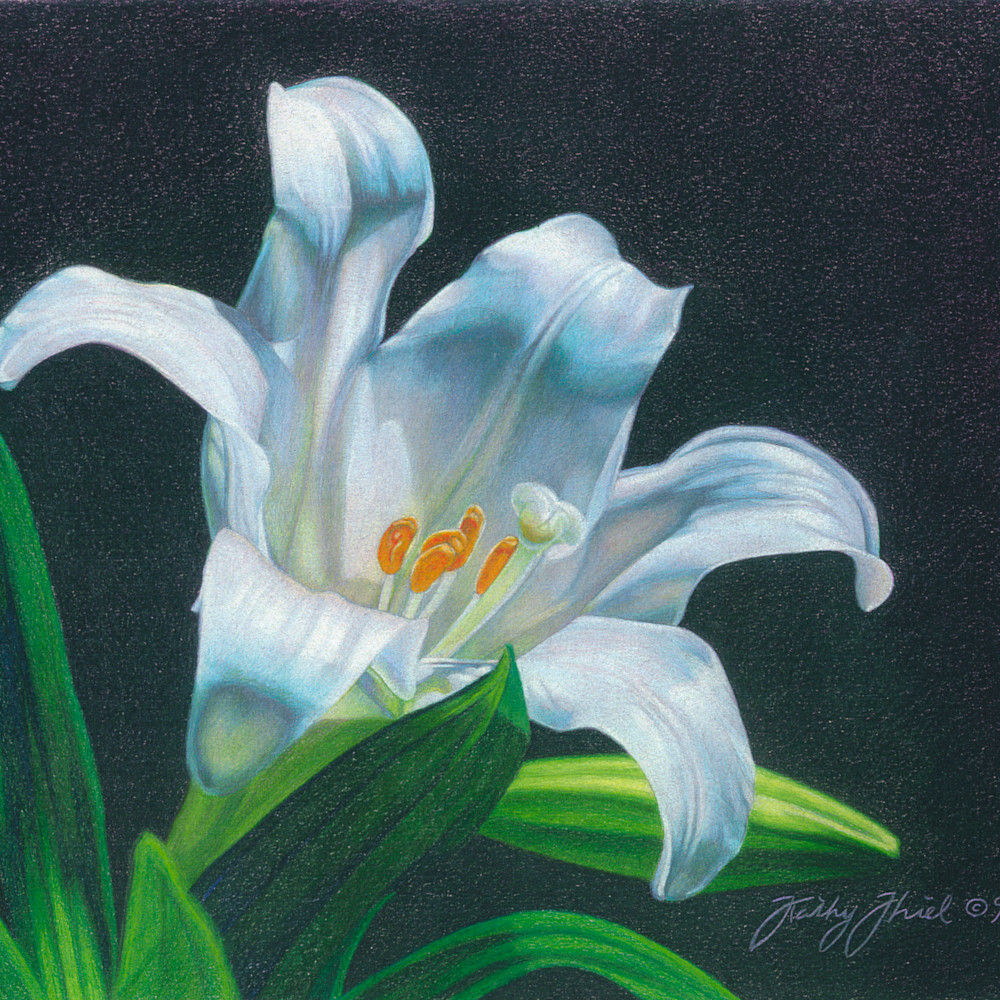 Easter lily 2 ksxk4i