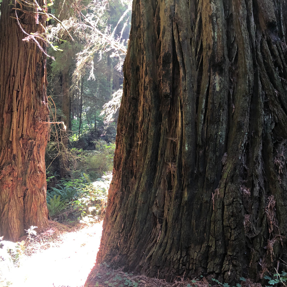 Redwoods rbmryj