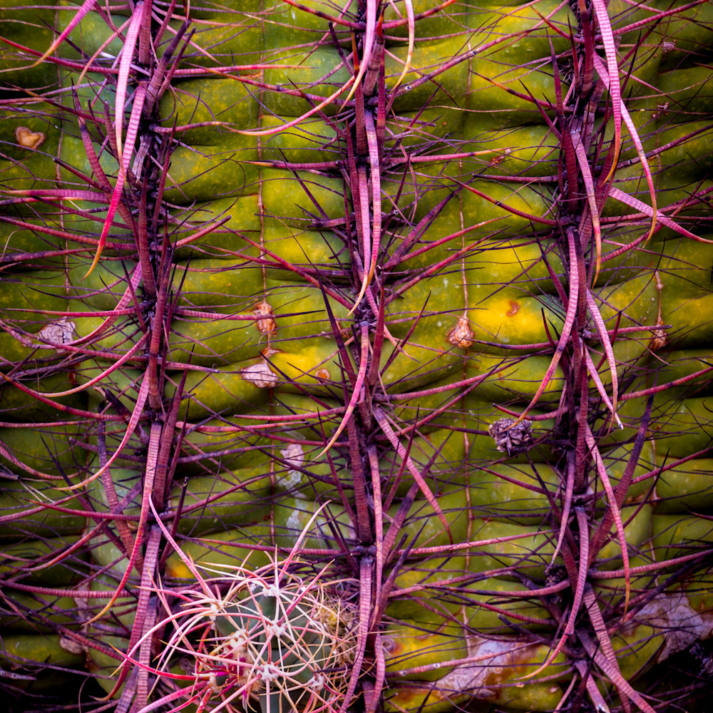 Barrel cactus abstract nn9or2
