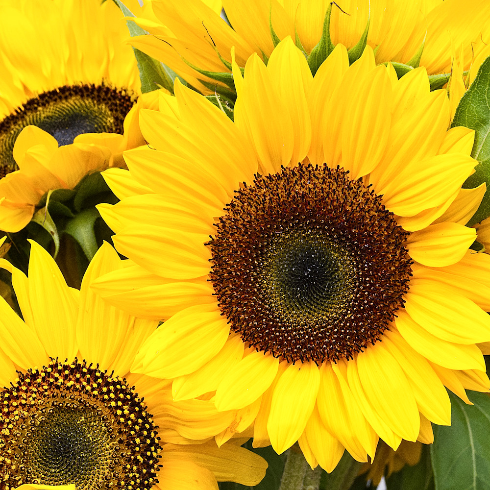 Bright sunflower blossoms square fc0aey