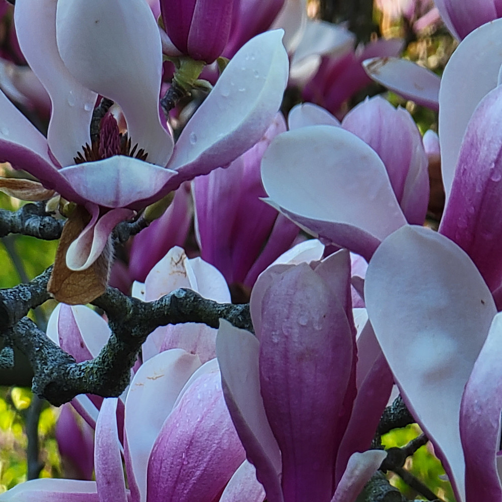 Magnolia blossoms in central park3 tgjxy6