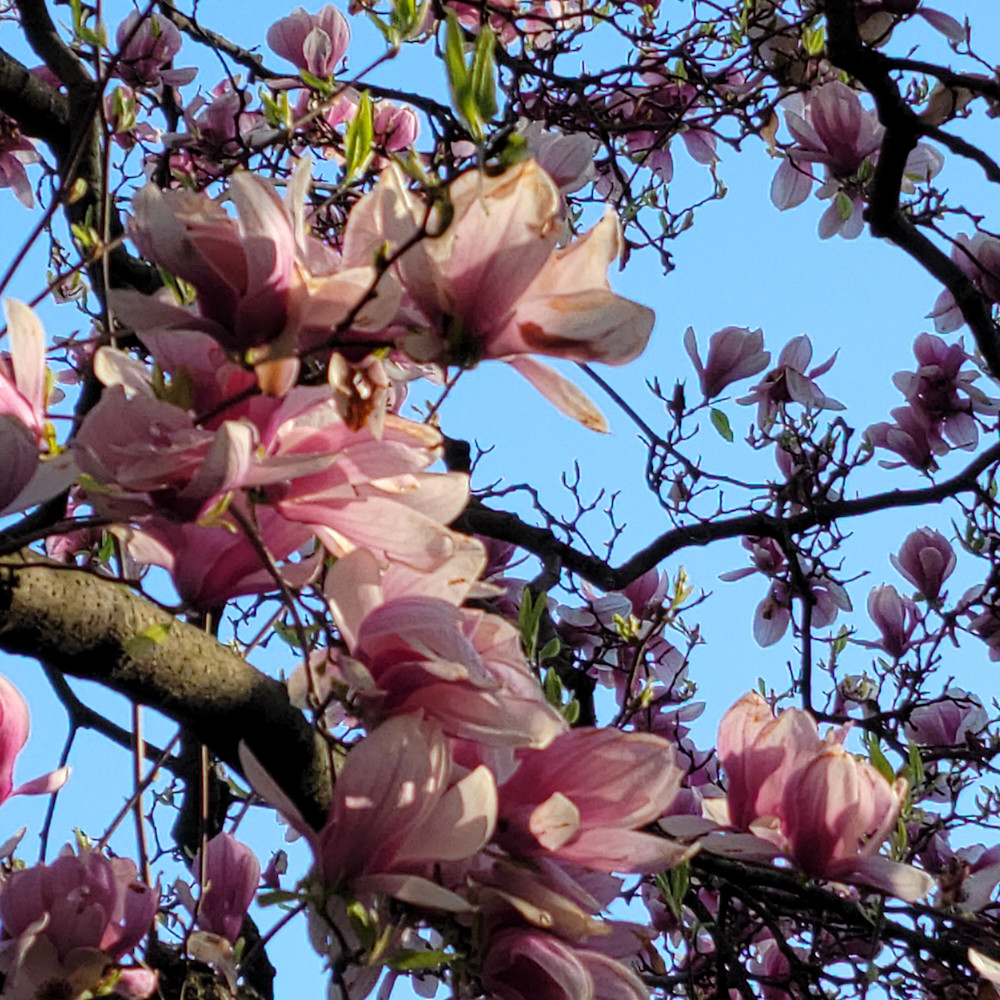 Magnolia blossoms in central park1 rwnjwr