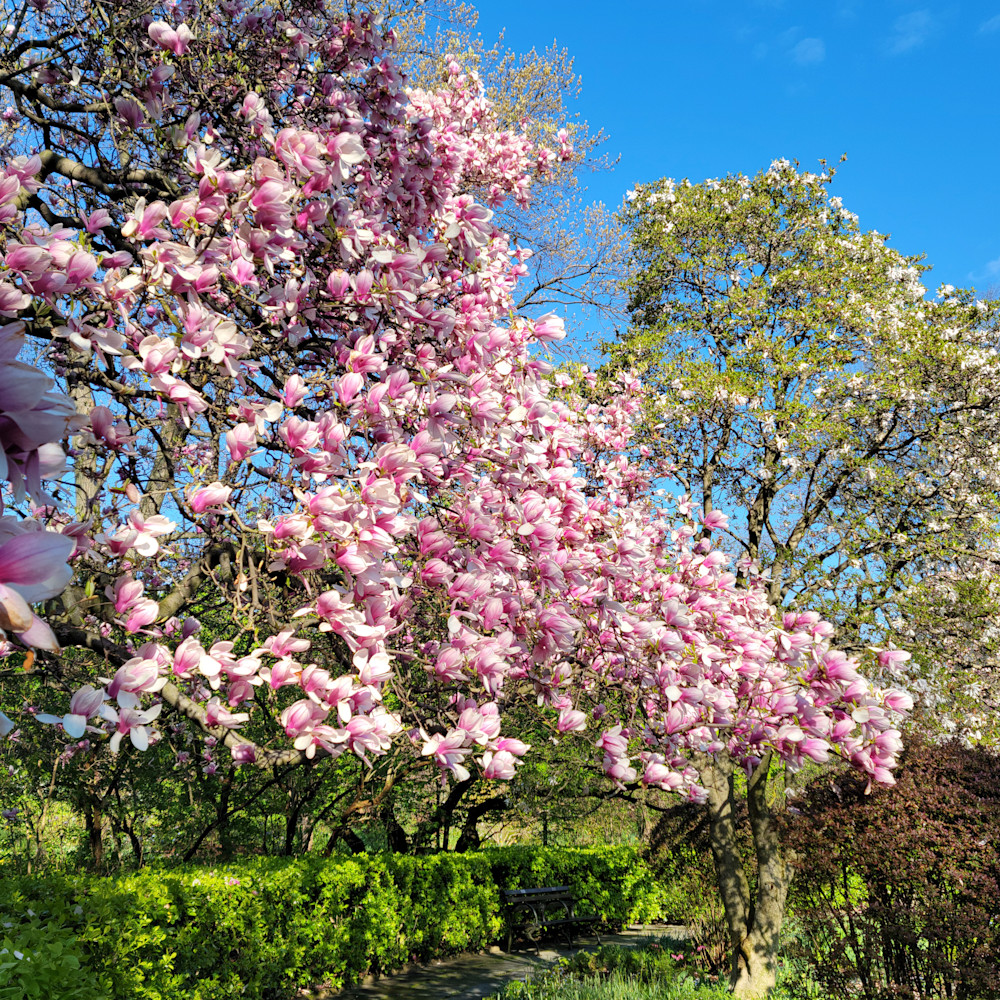 Magnolia blossoms in central park2 c6zkp1
