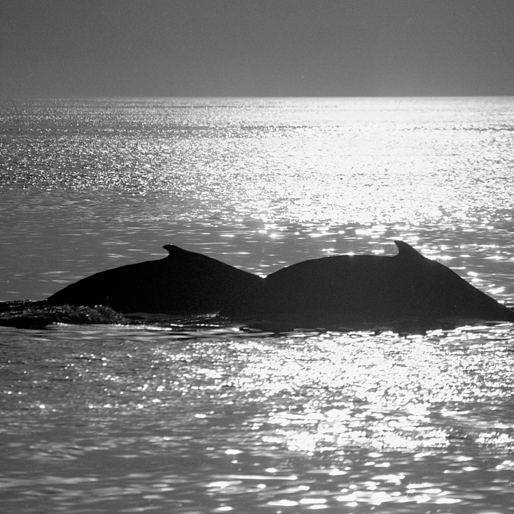 Whale of a couple bw y7jsne