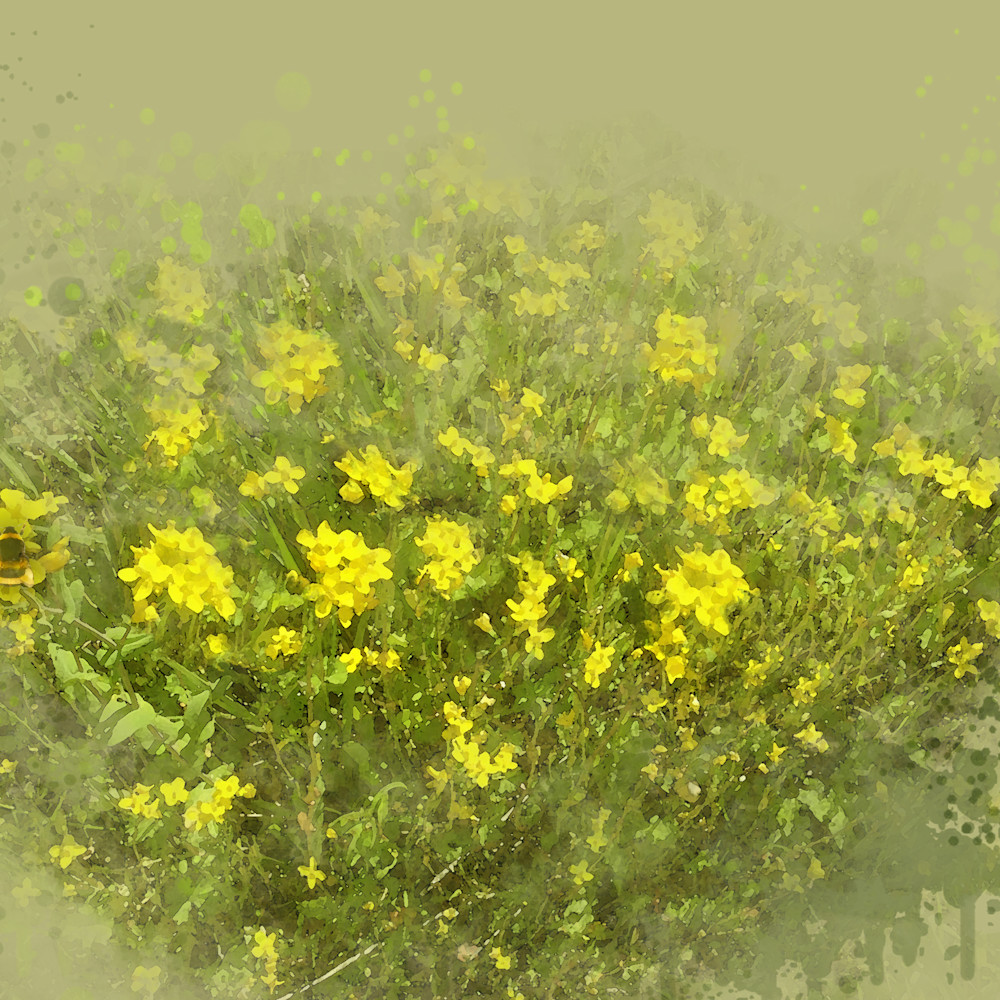 Wild mustard hwcyai