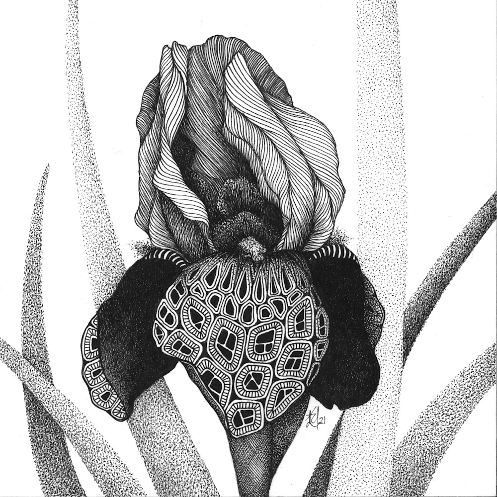 Iris  burgundy party bearded iris cz9khx