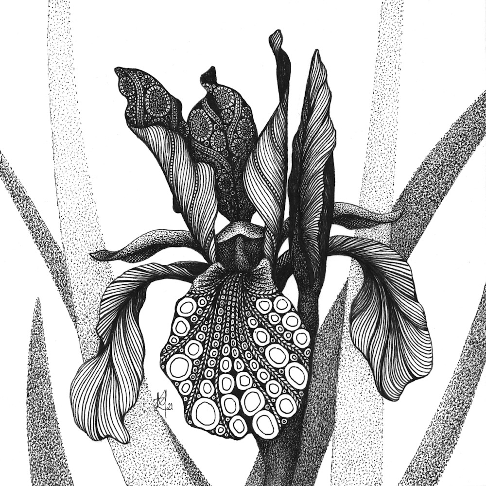 Iris  shaker s prayer siberian iris qpq9ov