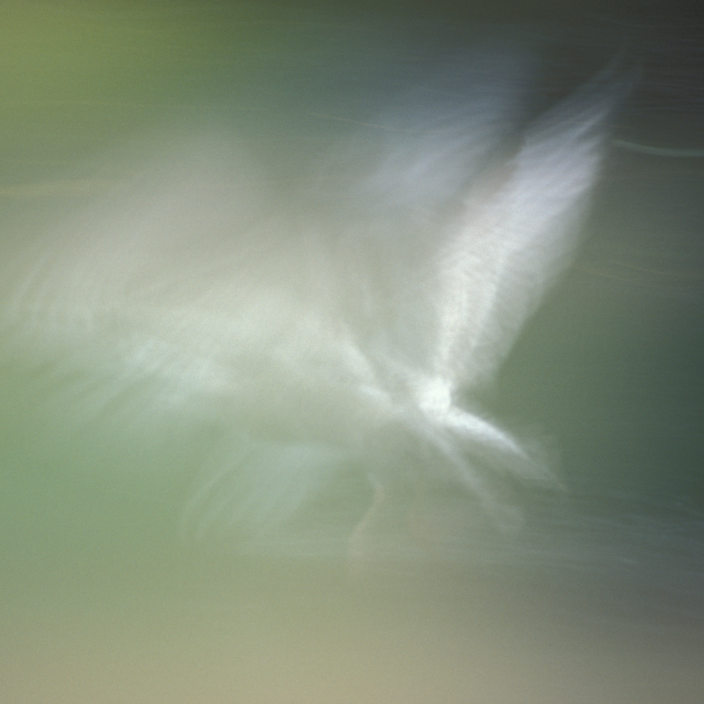 Blurred seagull 2 zace8v