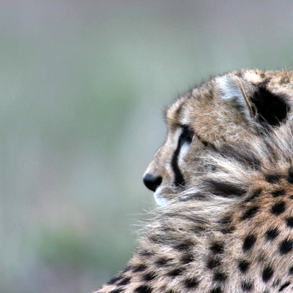 Cheetah tuft gaiqym