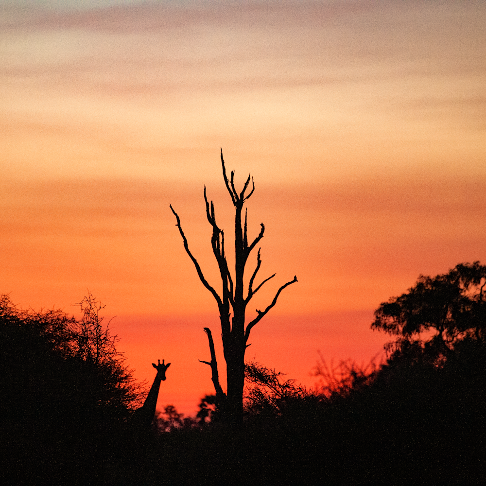 Giraffe sunset fht067