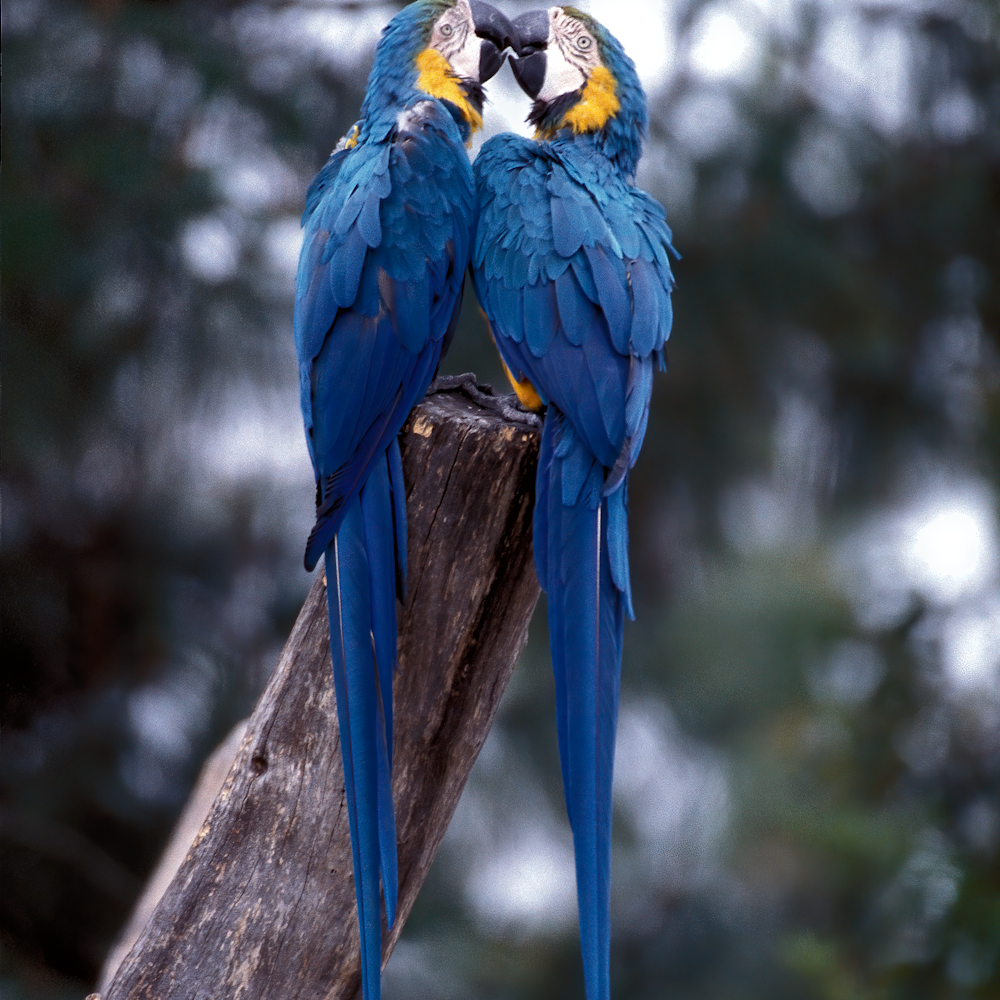 Kissing macaws aultur