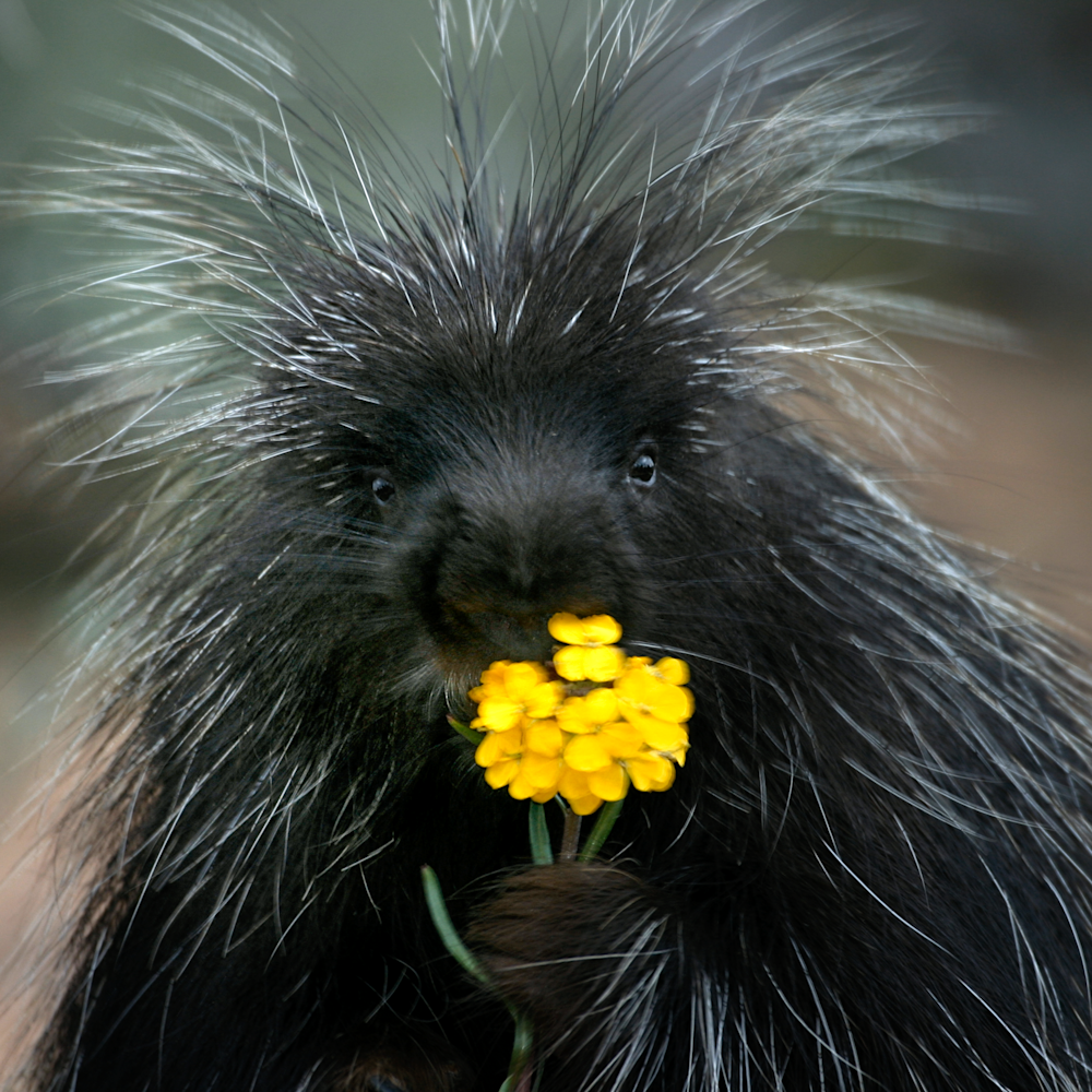 Porcupine with flower mnxbks