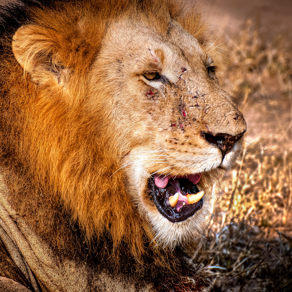 Asf safaris 3 copy   lion s head with scratches tonemapped 2 final gigapixel standard scale 1 67x r3vksk