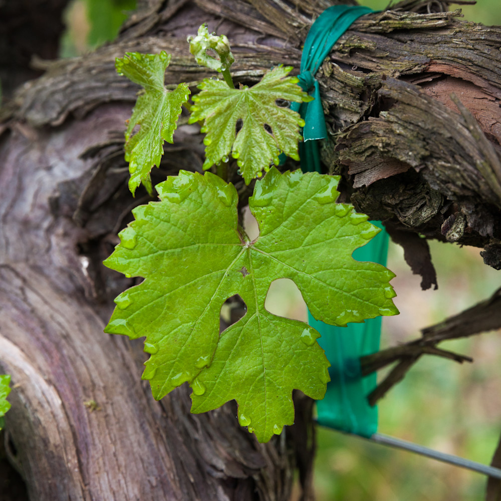 Cabernet sauvignon grape leaf 9938 dnxpfp