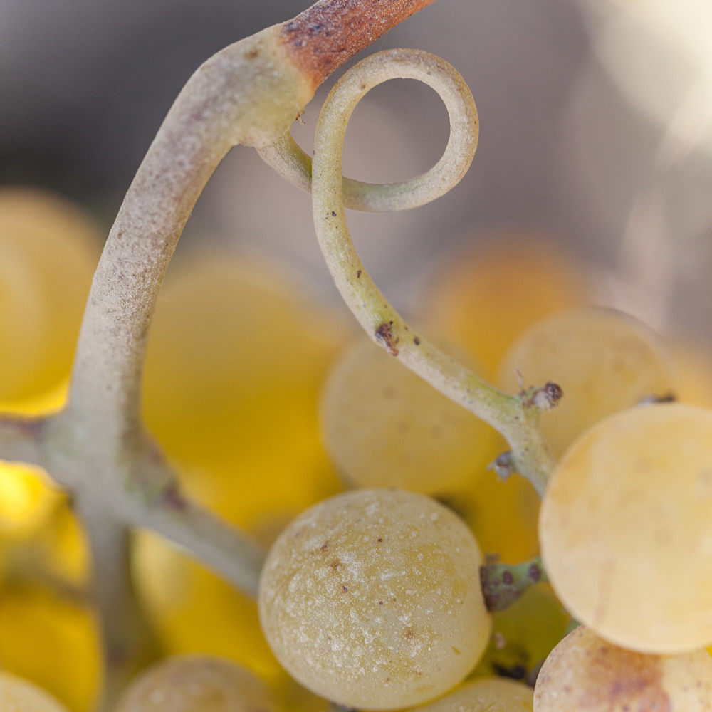 Chardonnay grape cluster 3334 ltfd8t