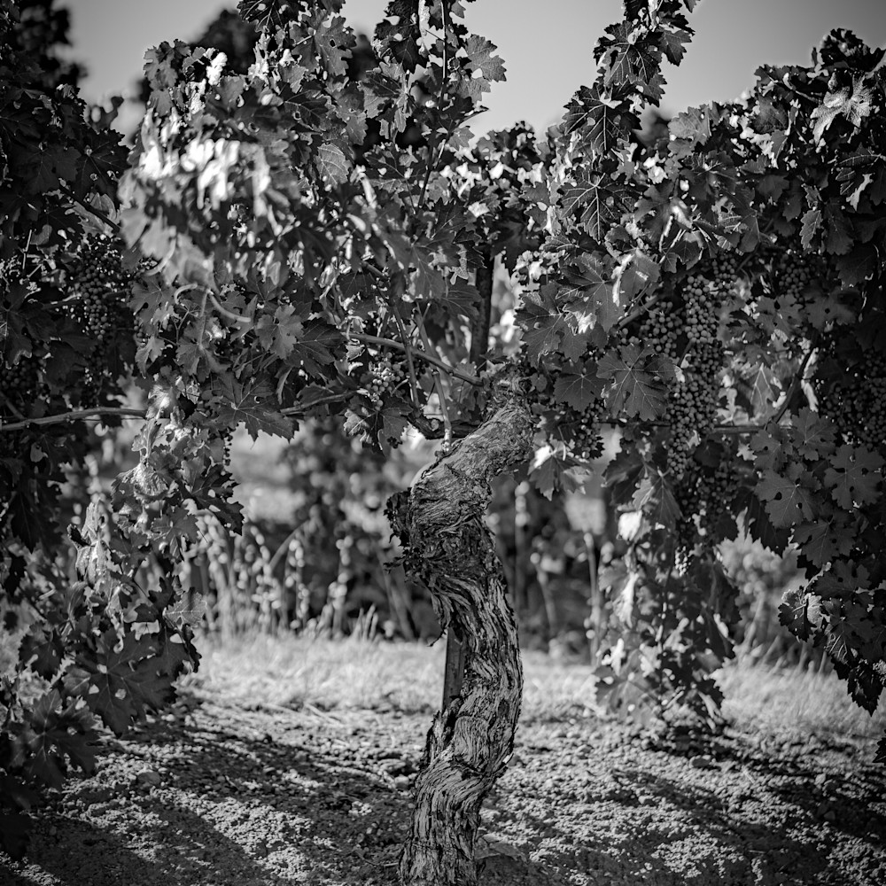 Black and white old vine 01410 zqdp4d