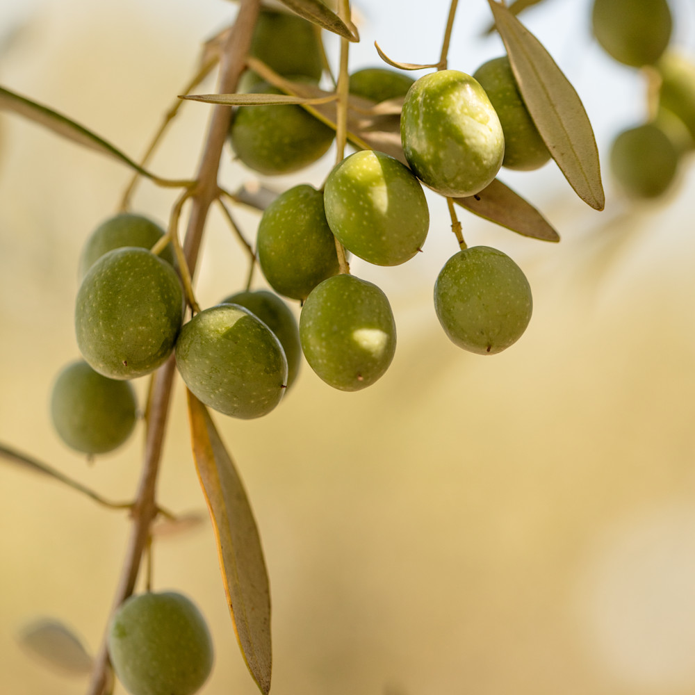 Close up olives tree 1089 m1onv5