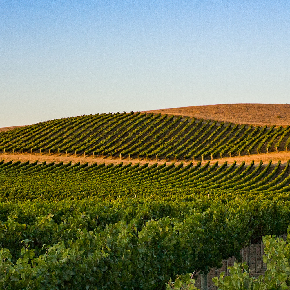 Carneros vineyard panoramic 4400 qm0wc3