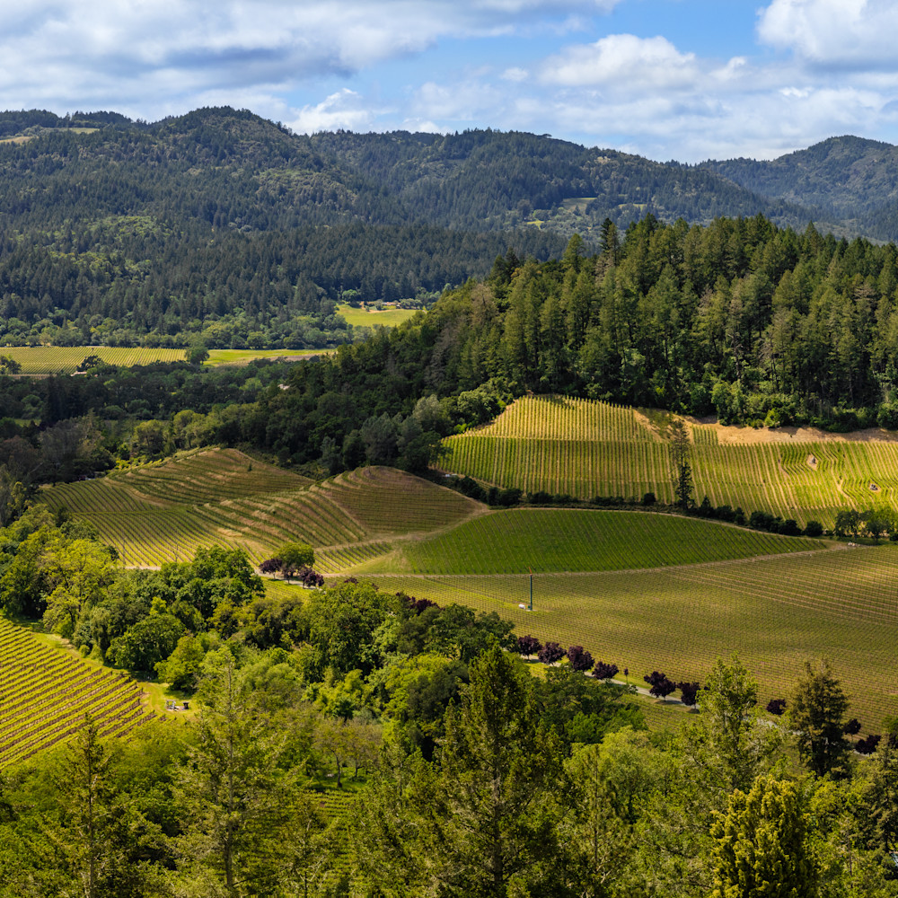 St helena vineyard panoramic  f1n83g