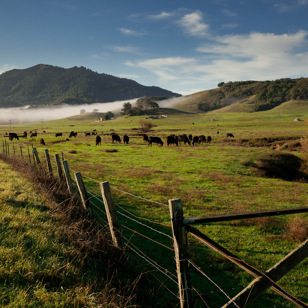 Marin county pasture 7082 nragkx