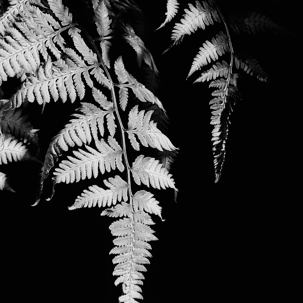 Updated fern zsuzsi winn photography black white copy eaxoup