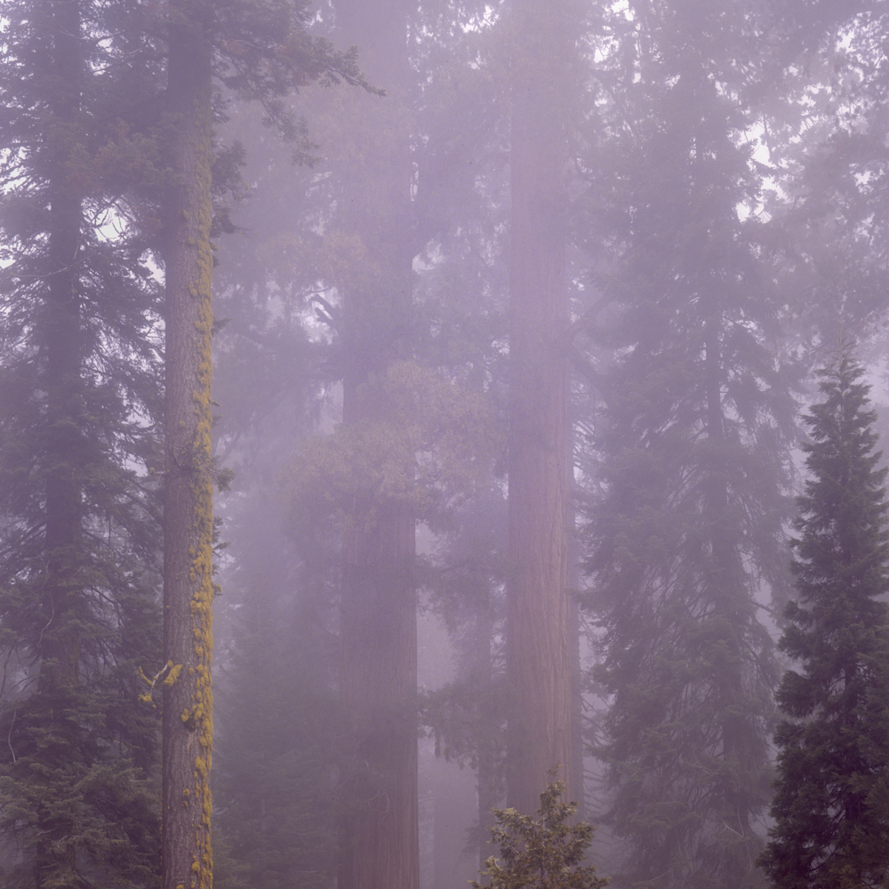 Redwoods in the mist uolaev