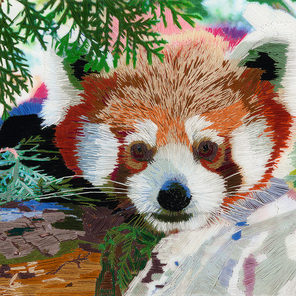 Red panda web hlltzo