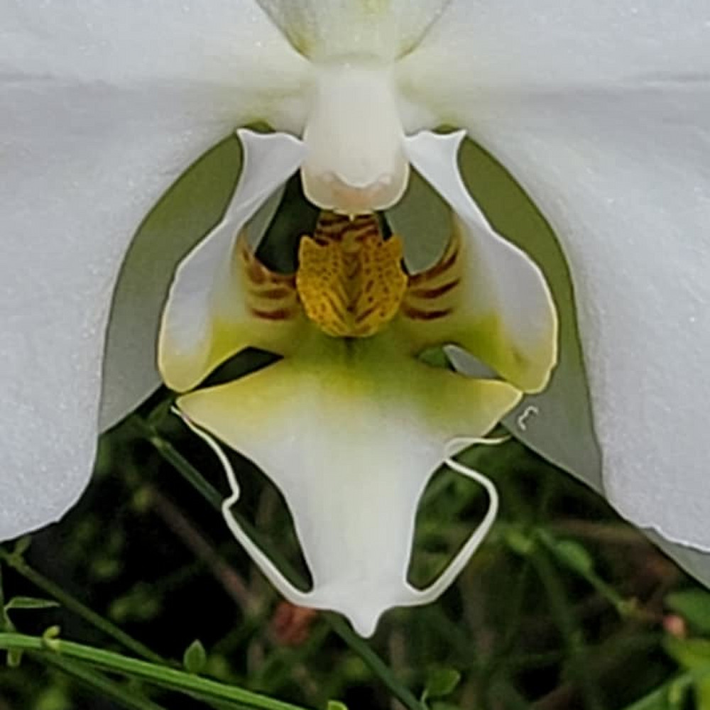White orchid1 sgfc9c