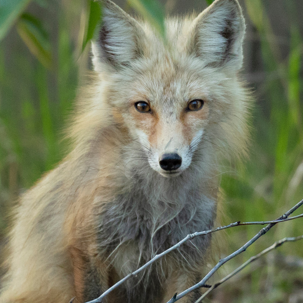 Red fox stare yh0pzg