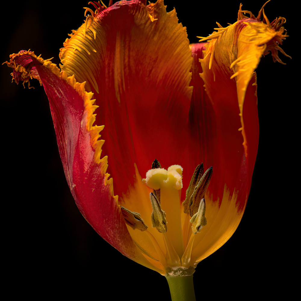 Tulip 1 petal missing vabors