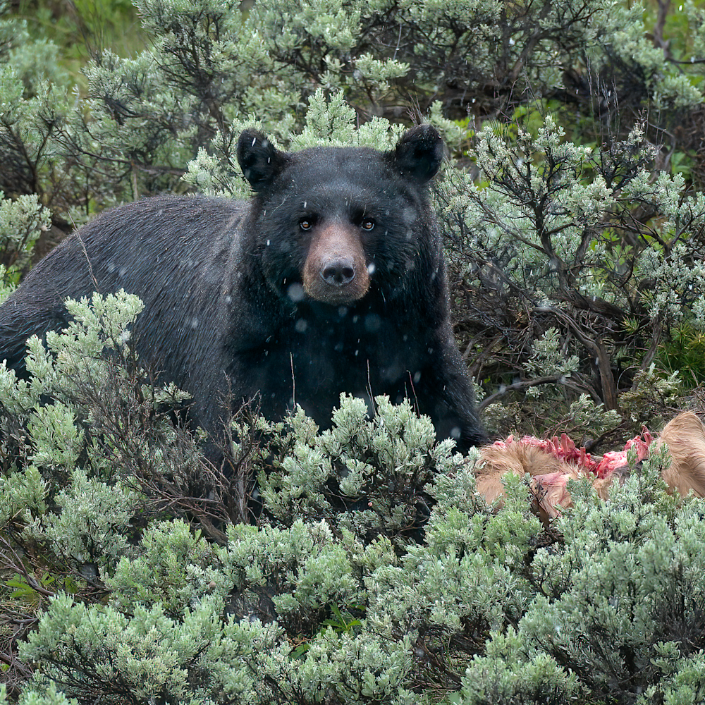 Black bear with elk calf qy3pgb