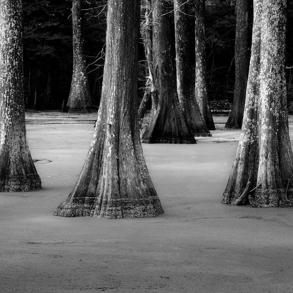Andy crawford photography cypress in duckweed uyfyns