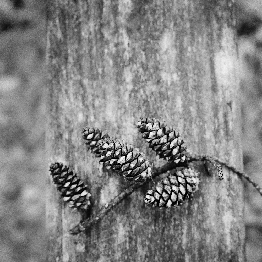 Texas pine cones ig9cxm