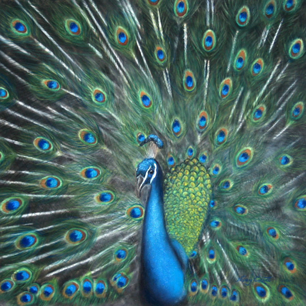 Peacock 1 h7isbr