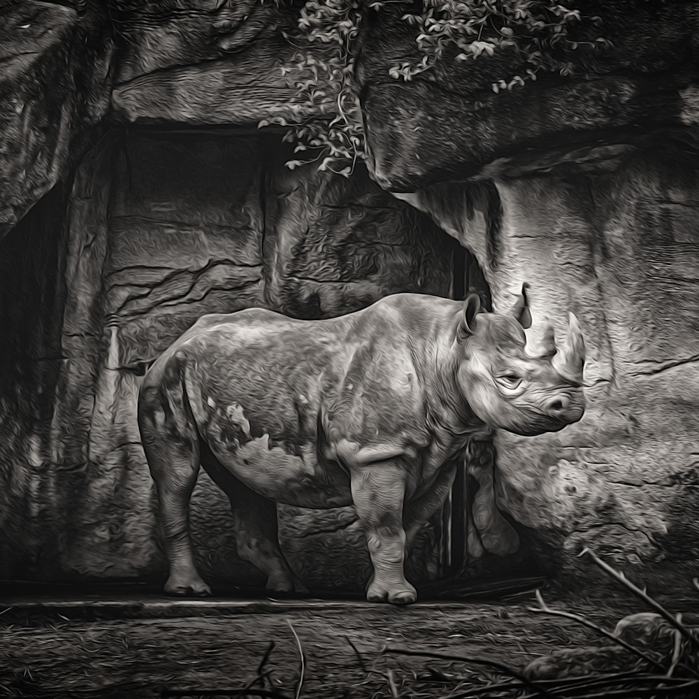 Rhino in b w   painted xithj9