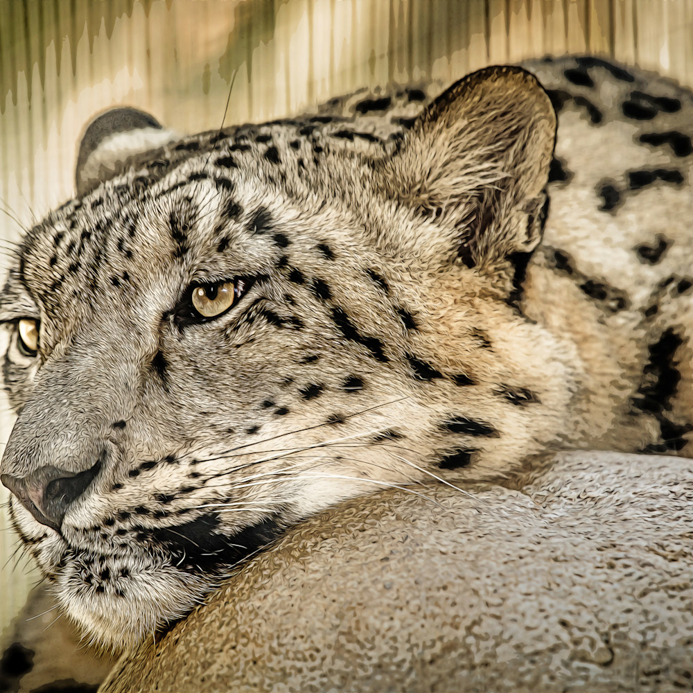 Snow leopard   painted qas42o