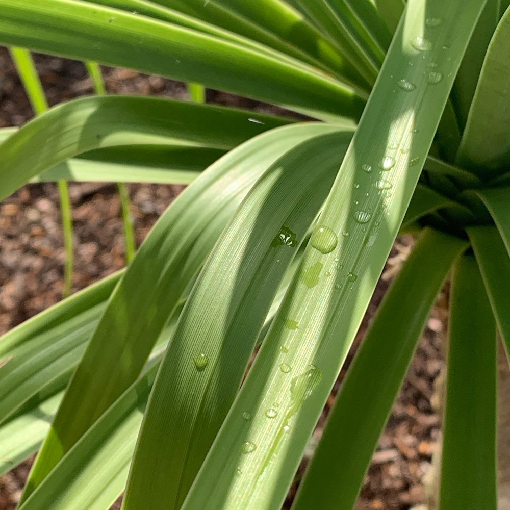 Miksang grass with droplets ubctrm