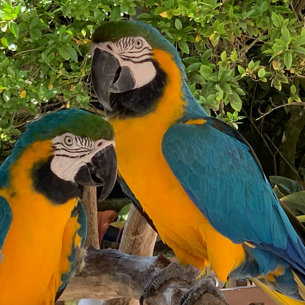 Paradise parrots ozecco
