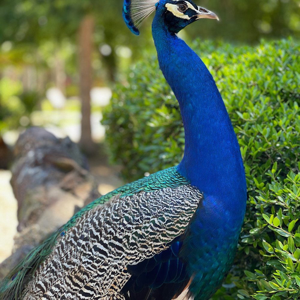 Peacock close up e8vgia