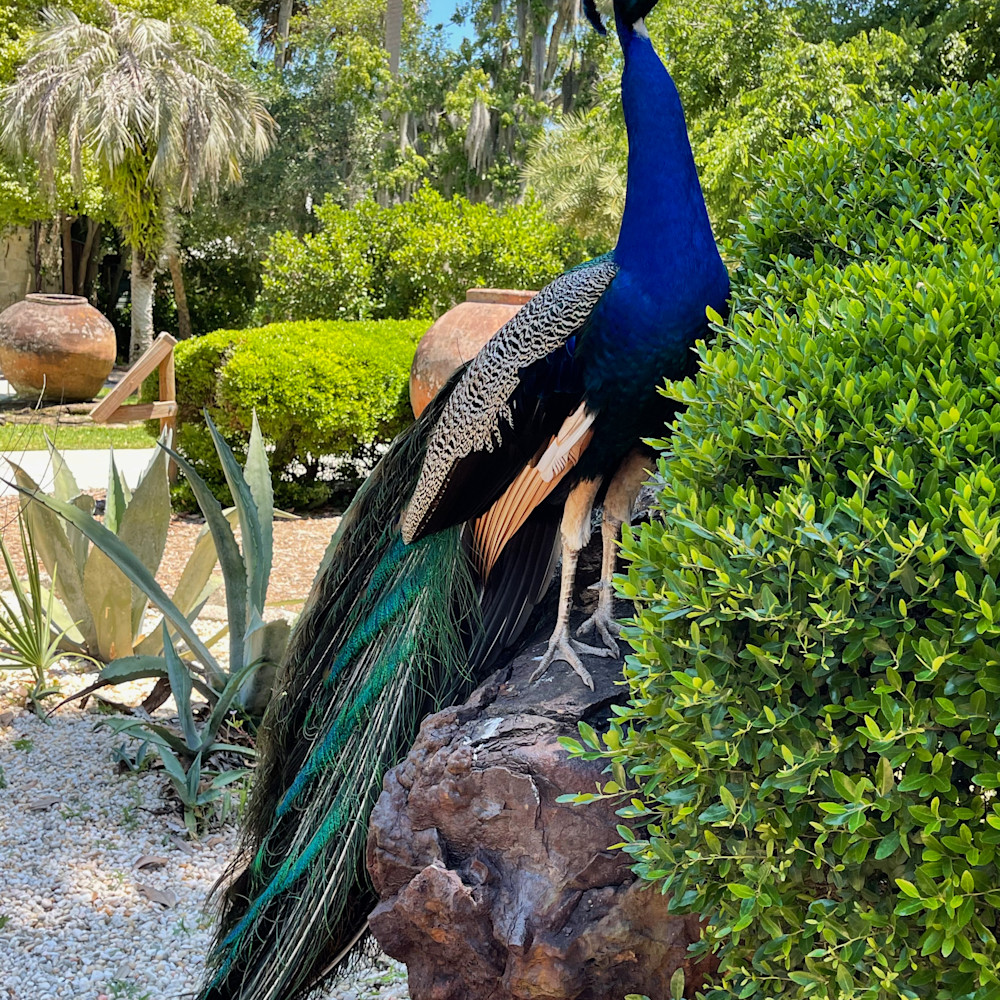 Peacock full jlrmvi