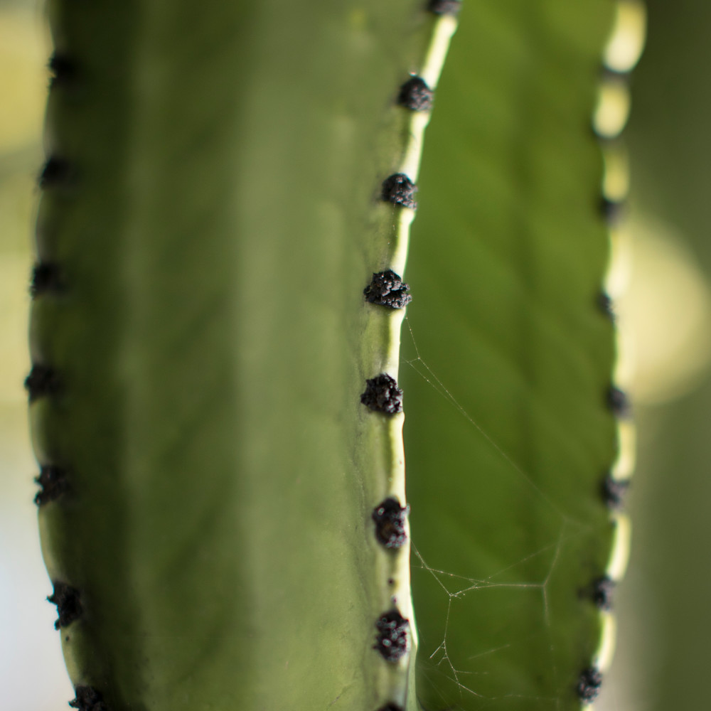 California cactus 2 fchyif