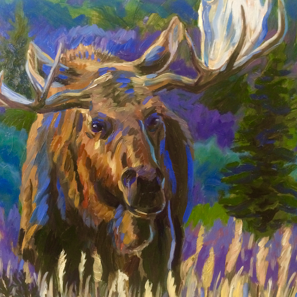 Bull moose at twilight uc4uya