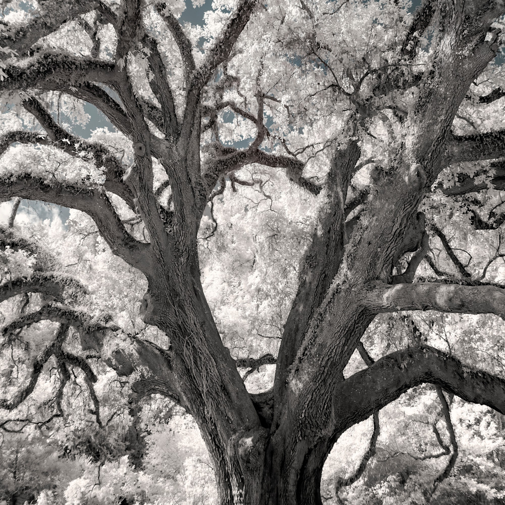 Lichgate oak szvhkd